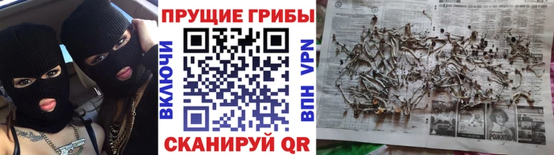 Галлюциногенные грибы Psilocybine cubensis  где найти   МЕГА зеркало  Енисейск 